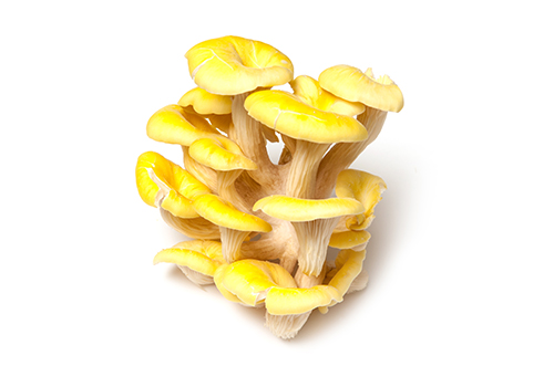 Yellow oyster, 250 g