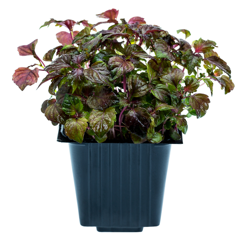 Perilla, in a pot, 100 g