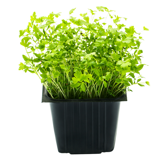 Celery, in a pot, 100 g