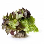 Salad TRI MIX, pcs