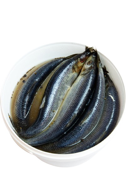 Herring, head on, gutted, 4kg