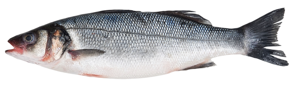 Seabass  G&G
