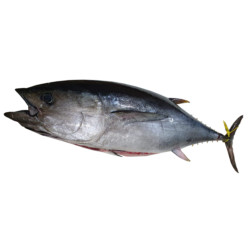 Yellowfin tuna, 28+kg