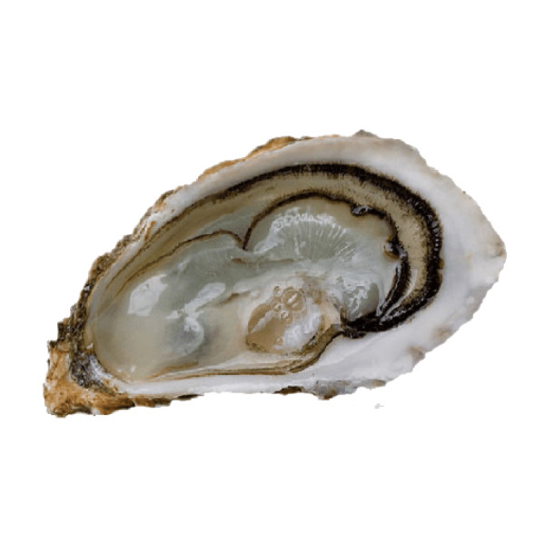 Oyster FINE DE CLAIRE no.2