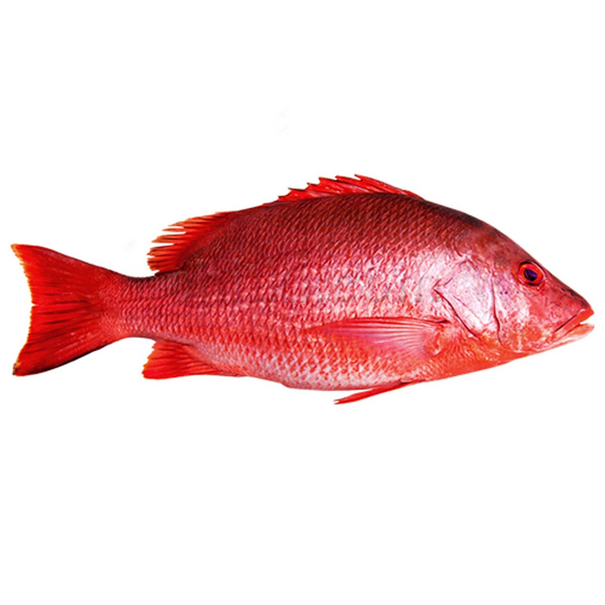 Malabar Red Snapper, 170 - 230 g, glaze 20%, 5 kg