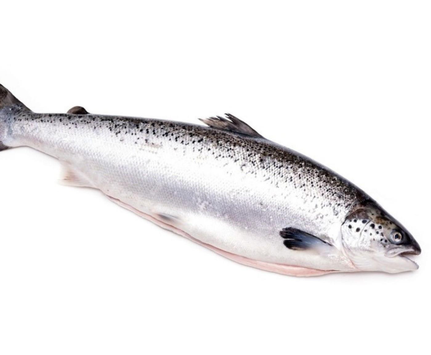 Salmon, gutted, fresh, 4-5kg
