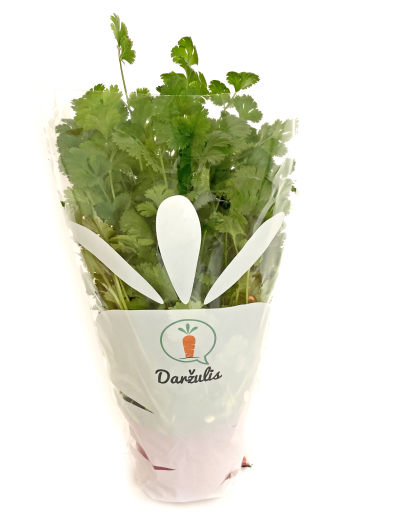 Coriander, in pot, pcs.