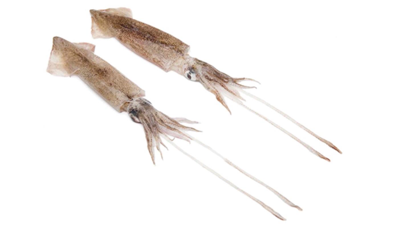 Patagonian squid, 9-12 cm, glaze 10%, 1 kg