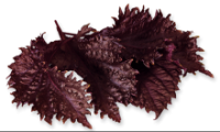 Shiso leaf, purple, 15 pcs.