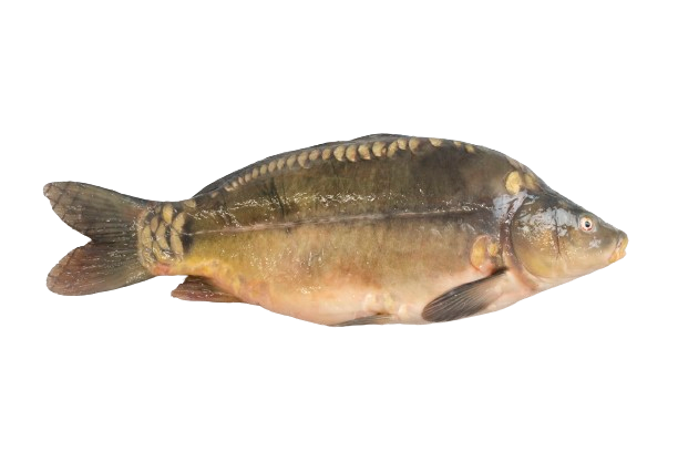 Carp, gutted, fresh, head on  1,2-1,5 kg