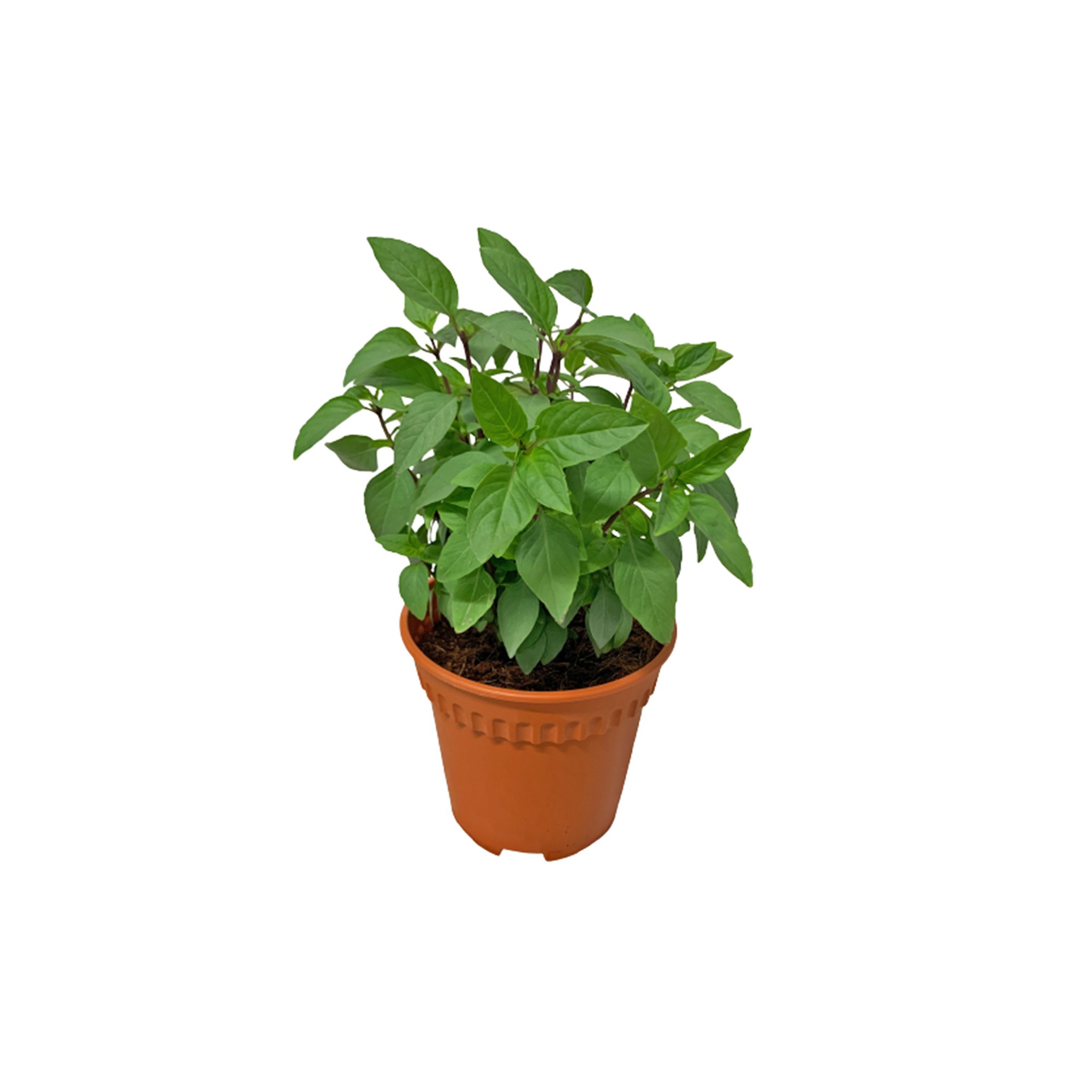 Basil Thai, in pot, pcs.