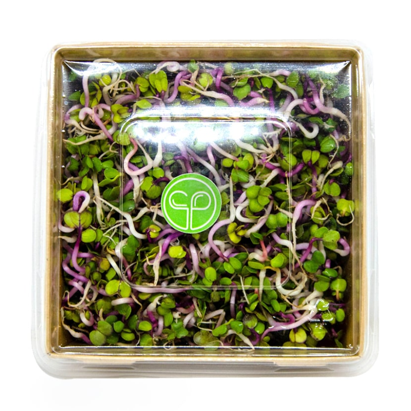 Radish sprouts, pink