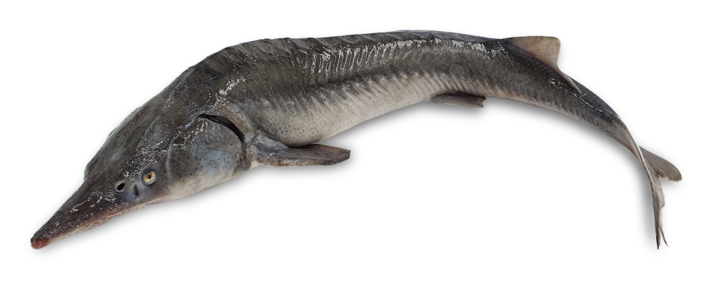 Siberian sturgeon, gutted, head on, 1,5 - 3 kg