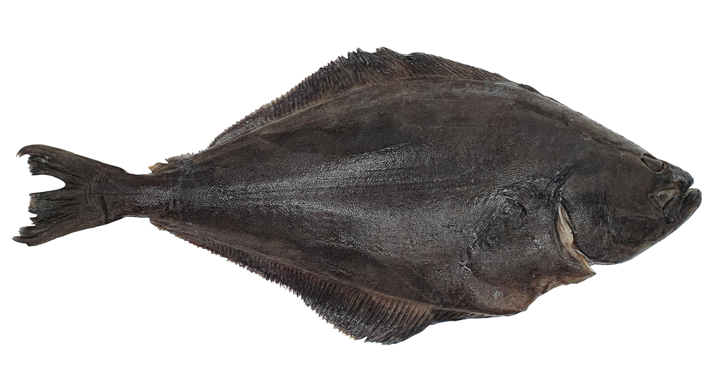 Halibut White with head, kg