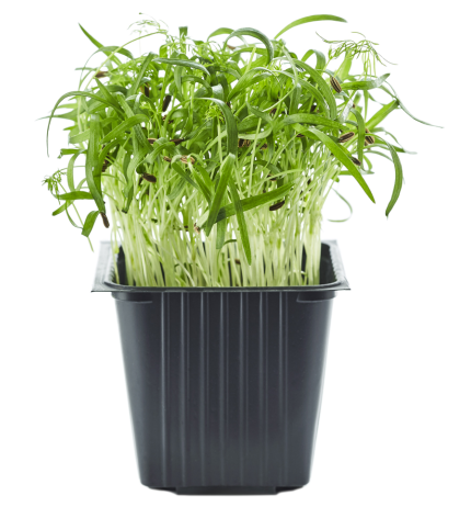 Fennel in a pot, 100 g
