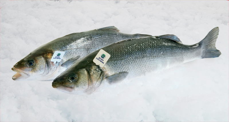 Sea bass, 2,5-3,5 kg