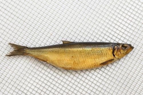 Cold smoked herring, head on, 300-500 g, kg