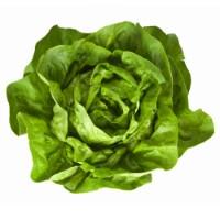 Butterhead, salad, II class, kg