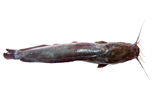 Catfish african, gutted, with head, chilled, 0,6-1,5 kg, kg