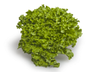 Lettuce GENTILE, category I, kg