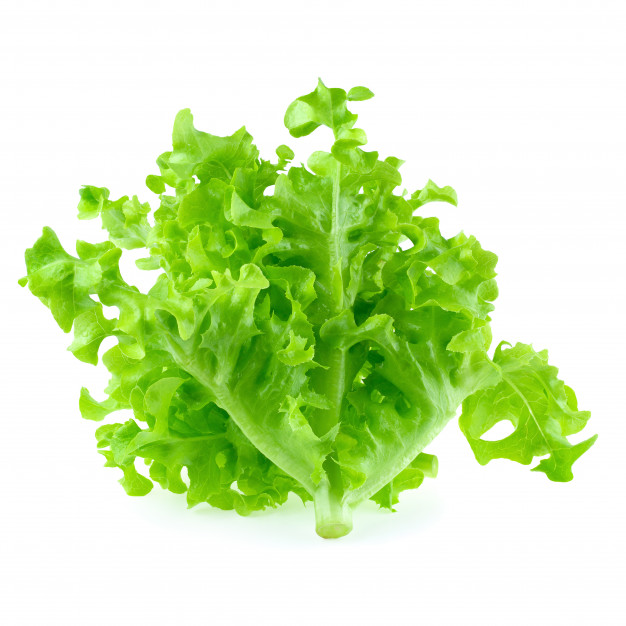 Salad OAK LEEF,,pcs