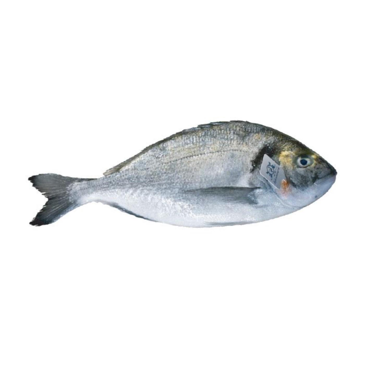 Seabream, not gutted, kg