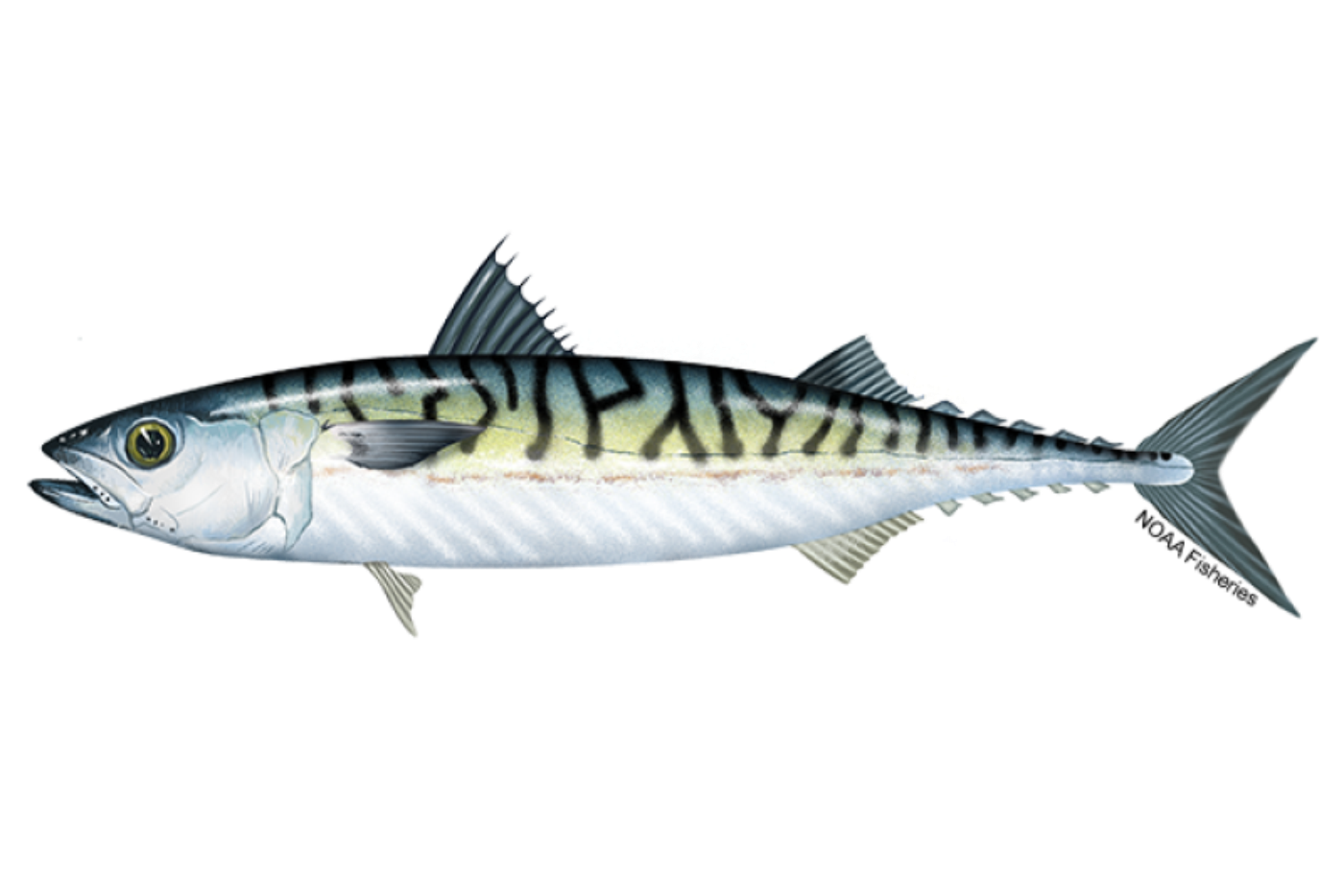Mackerel, 300-400 g, not gutted, with head, ~10kg