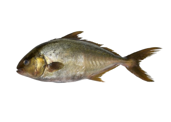 Lemon sorrel,  2-3 kg