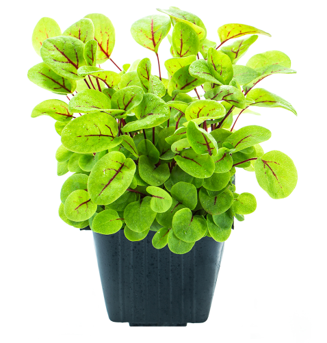Rumex sprouts in a pot, 100 g