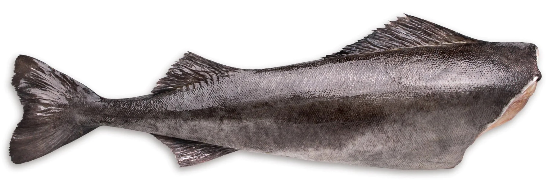 Frozen black cod, headless, gutted, 0% glaze, 1,8 - 2,3 kg, ~2 kg