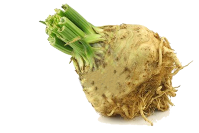 Salierų šaknys, 1 kg