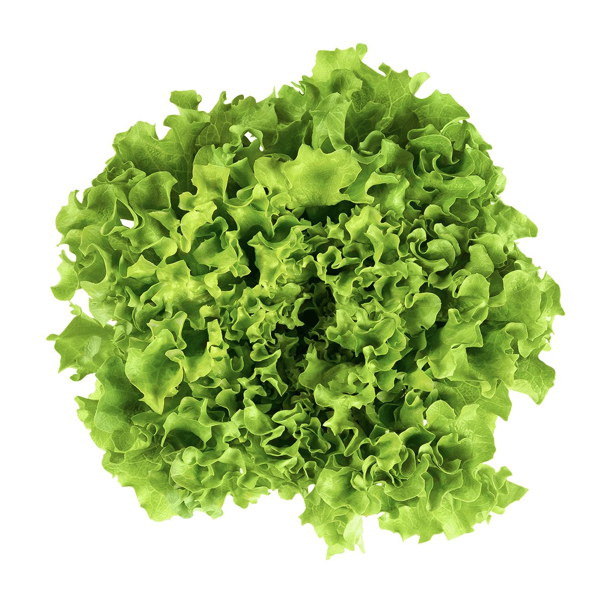 Salad BATAVIA, pcs