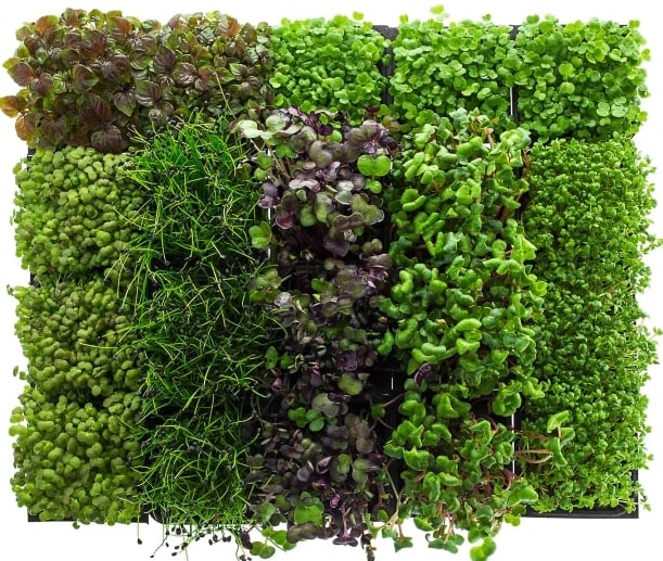 Mix of microgreens, 20 vnt