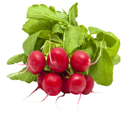 Bundle of fresh radishes, grade II.