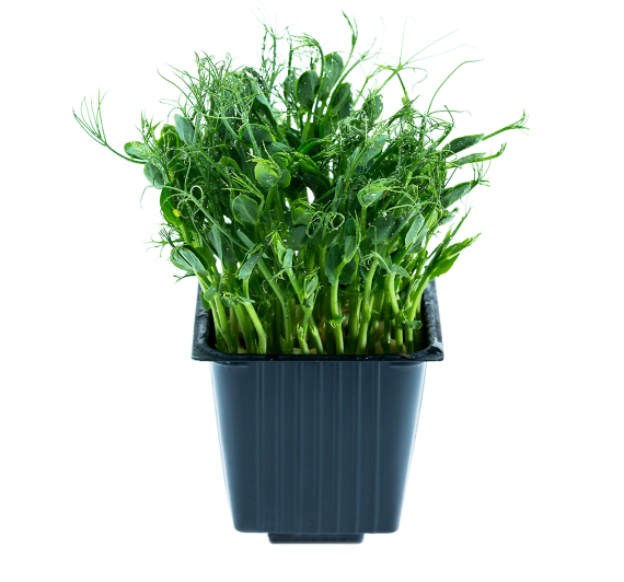 Pea sproits, in a pot, 100 g