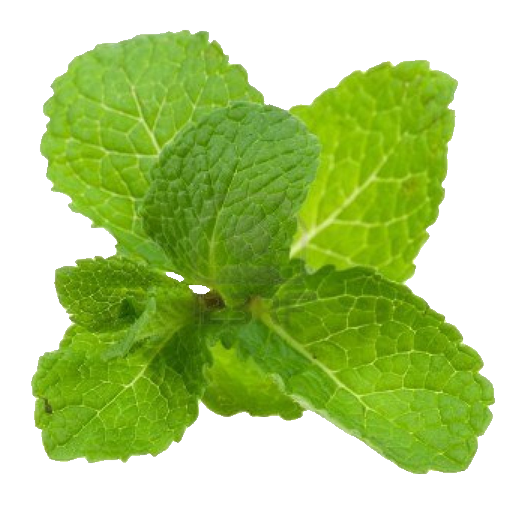 Mint, kg NTP