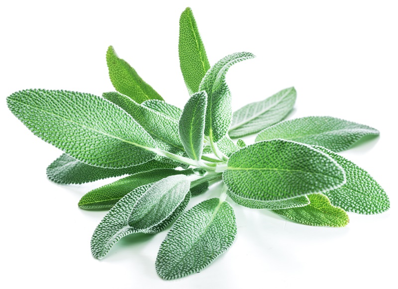 Sage, kg NTP