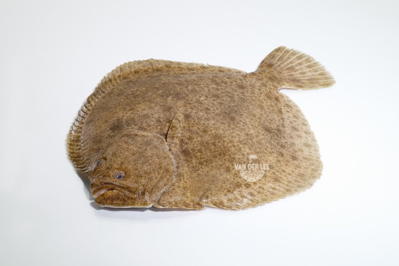 Turbot farmed, gutted, with head, 2-3 kg, ~10 kg