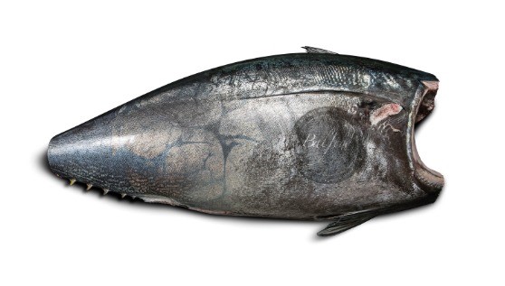 Bluefin tuna, gutted, without head, without tail, kg