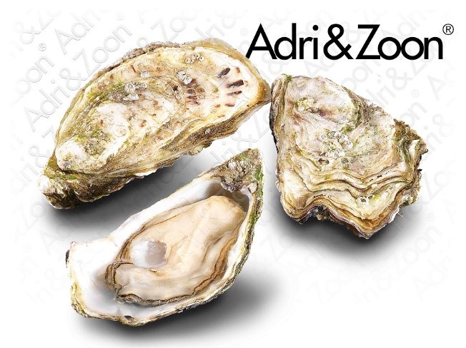 Oyster Fin. Saint-Kerber TTG0, pcs