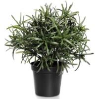 Rosemary, in pot, pcs.