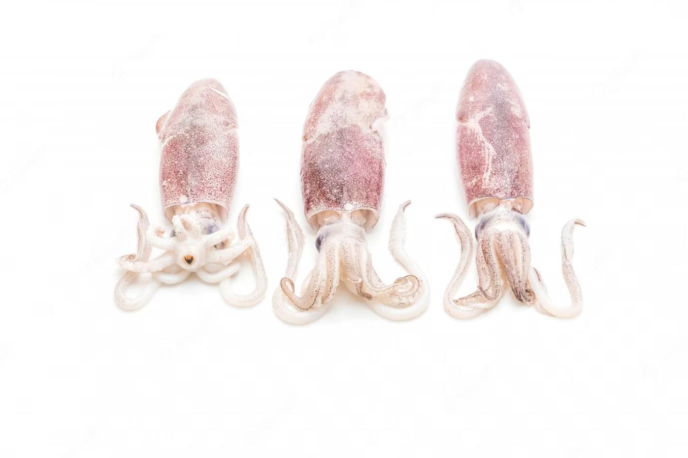Frozen squid, small, with tentacles, ~5 kg