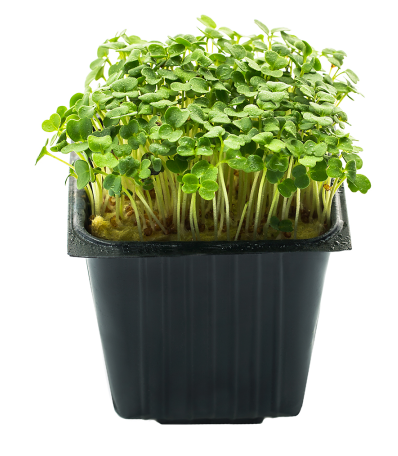 Rucola, in a pot, 100 g