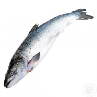Frozen salmon, heads on, 1-2 kg