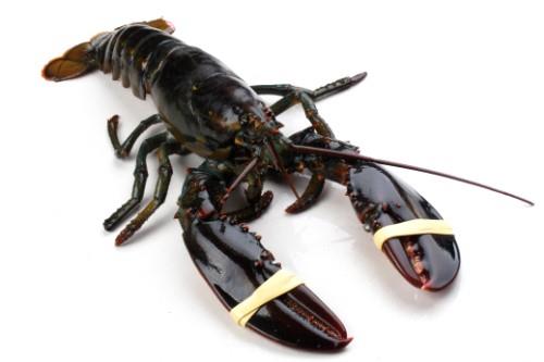 American lobster ADRI & ZOON,  650-750 g