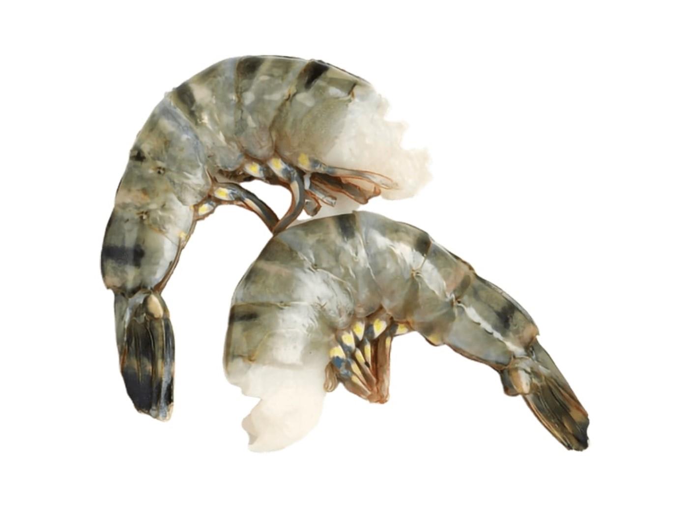 Black tiger prawns, without head, with shell,  easy peal16/20, 20%,