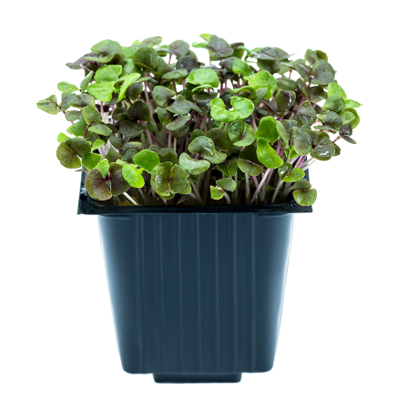 Basil Opal dark, in a pot, 100 g