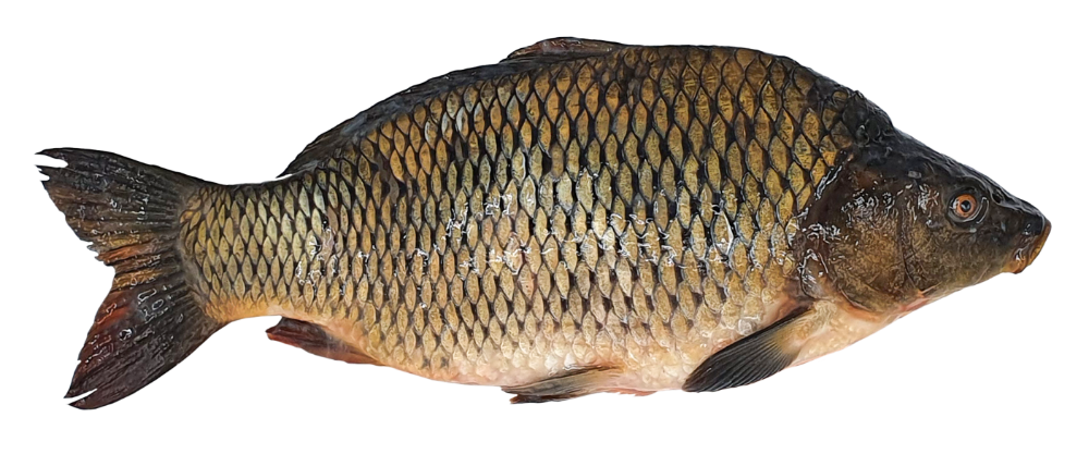 Carp, gutted, fresh, head on, 1,2-2,5 kg, kg