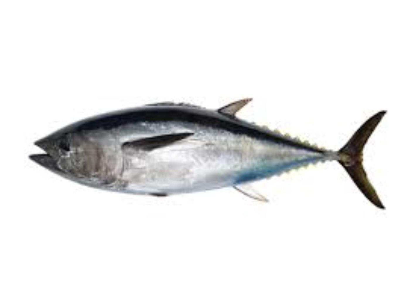 Bluefin tuna, 100+kg