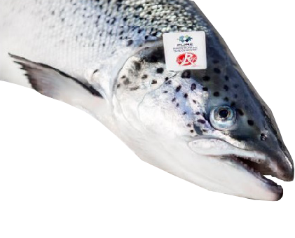 Scottish salmon, gutted (red label), 4-5 kg